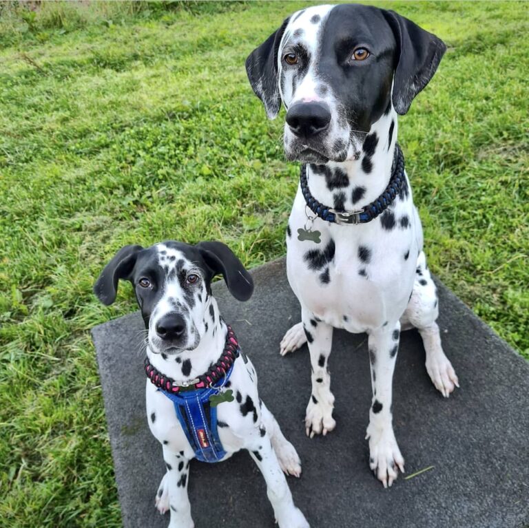 1433 e356aebd48918a19d41af09da82d3b5e 1 768x767