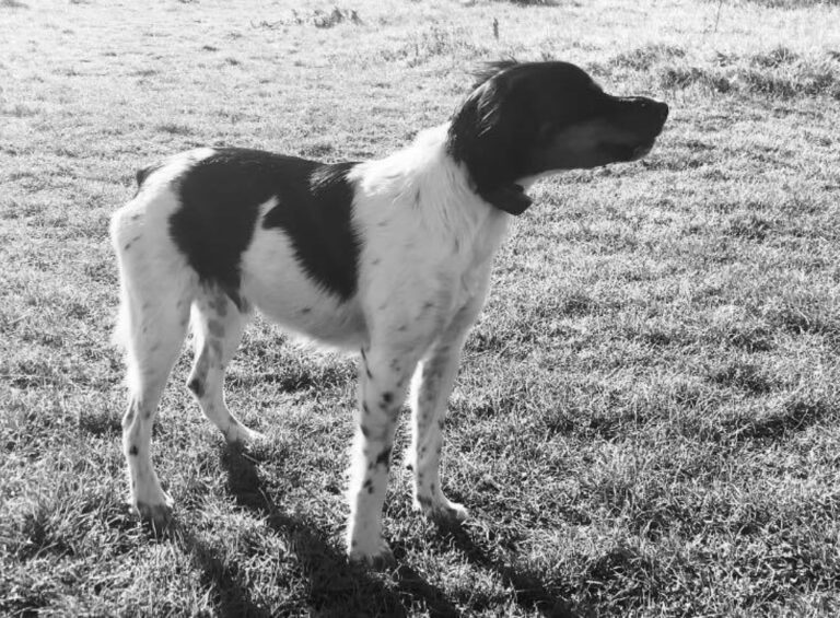 1456 775c16e396fd96bb80a9523577640b38 1 768x565