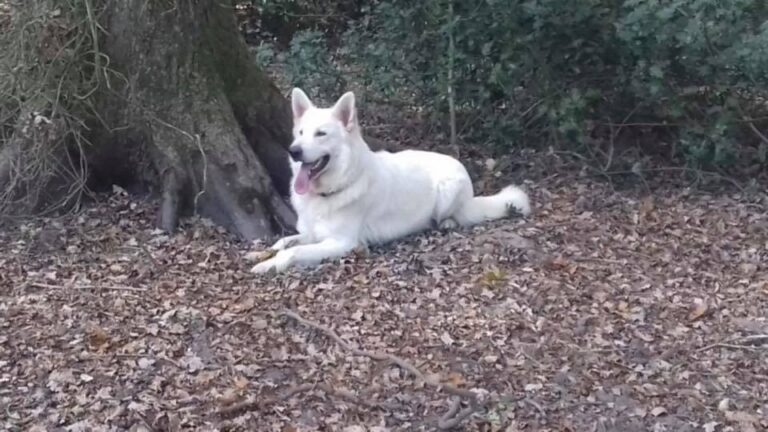 1470 a9da19a66a1f203c2fc9c6f85fec35f9 1 768x432