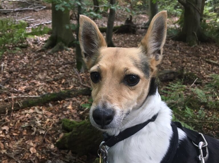 1472 698e88a0a24e888f27338b2bf0606a4b 1 768x575