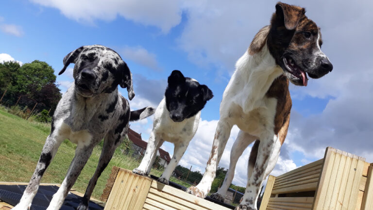 1485 21d0209a57e531af8a0c521775824ebf 1 768x433