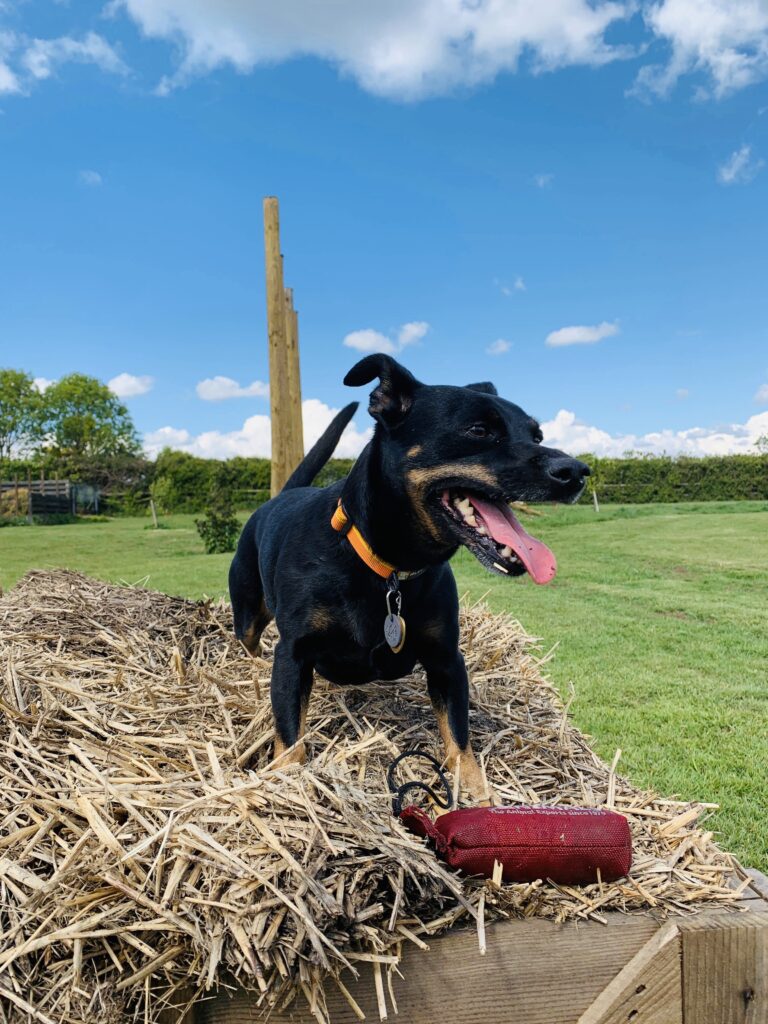 1485 42125eef79126dc932f13ff081b5cd1e 1 768x1024