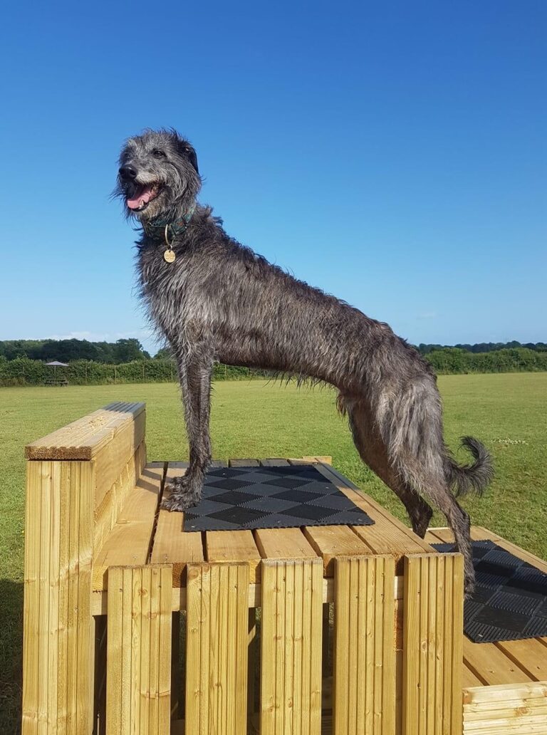 1485 d4b6587294ca030a56870dd9fdd36e44 1 768x1032