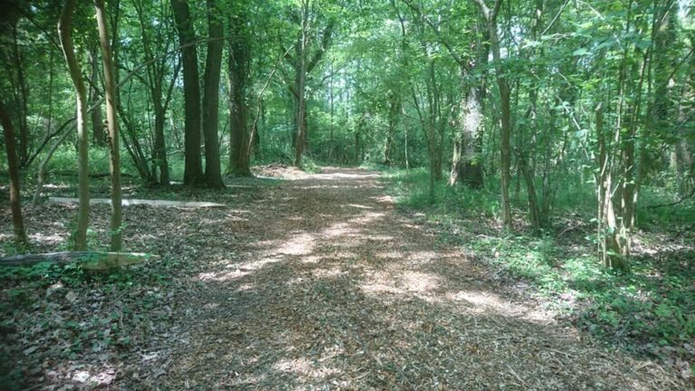 1490 34109cd0acfffa70cdb8e59f517500e1 1 768x432