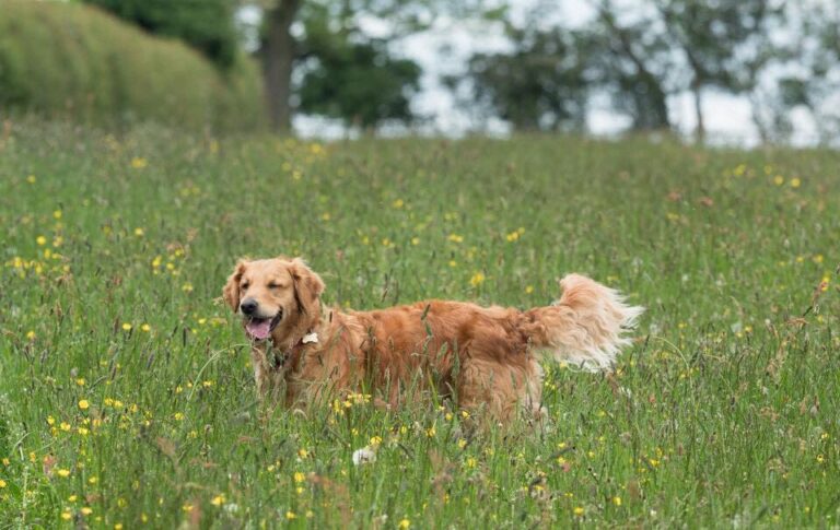 1501 ad567e2fa7b12ed2291ec37eb58070fe 1 768x485