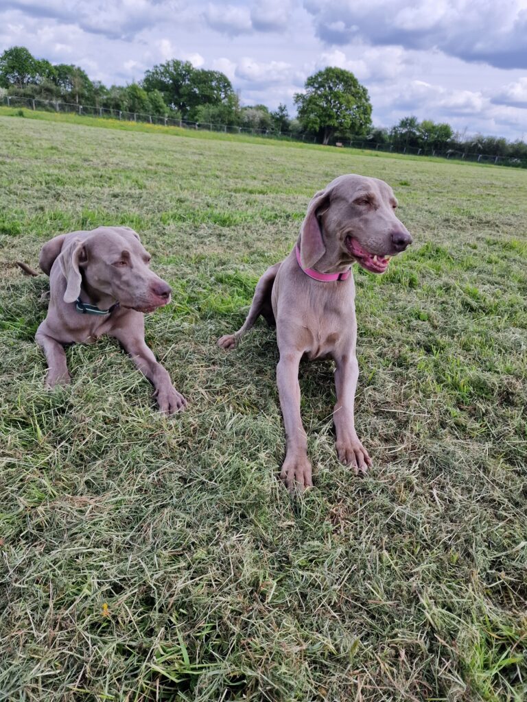 1529 7ed893ed2f6fb55c3f5c98d91a95ed7b 1 768x1024