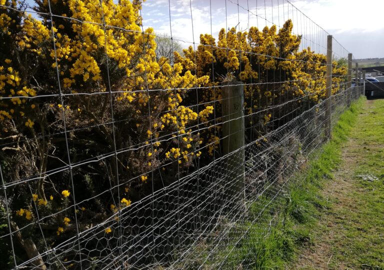 1533 951dc09265c28f27b2a80ff497fb171f 1 768x541