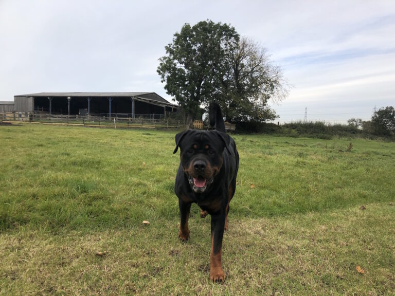 1534 54273b8959669f3da31e88a195177725 1 768x576