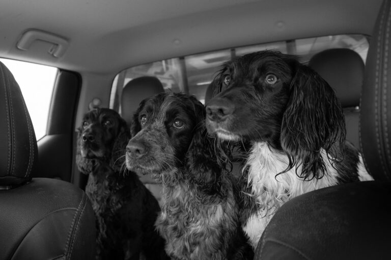 1539 acf6f418c4498e4d7634d887e74659af 1 768x512