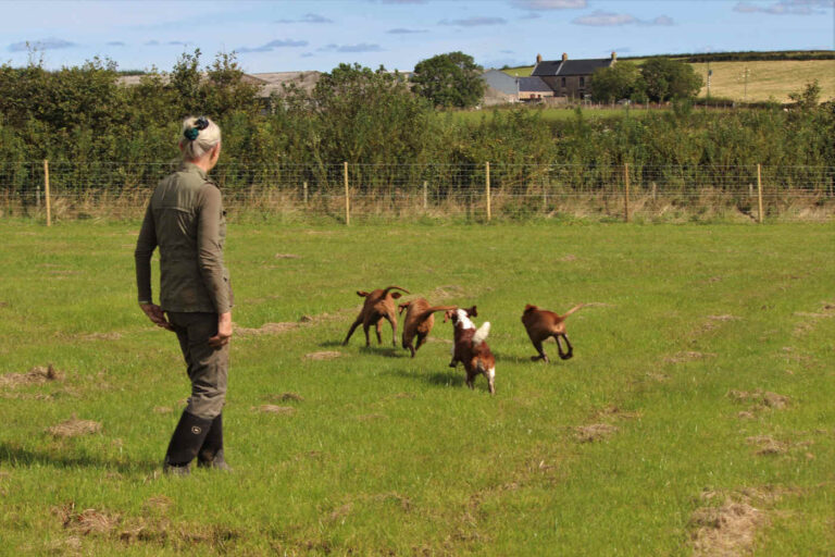 1549 2a555a7982d3f416939c54118bed07a0 1 768x512