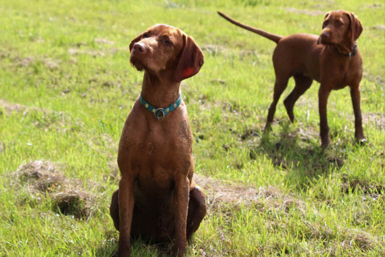 1549 5fa1125b89841adcffe6d9826c6f5b83 1 768x512