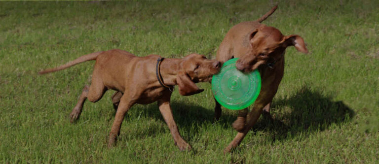 1549 796a7f7d647fa8c67a044e4ae5a0e49b 1 768x333