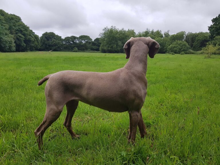 1553 5bfbd55d53476e0c031788c7d5b40102 1 scaled 768x576