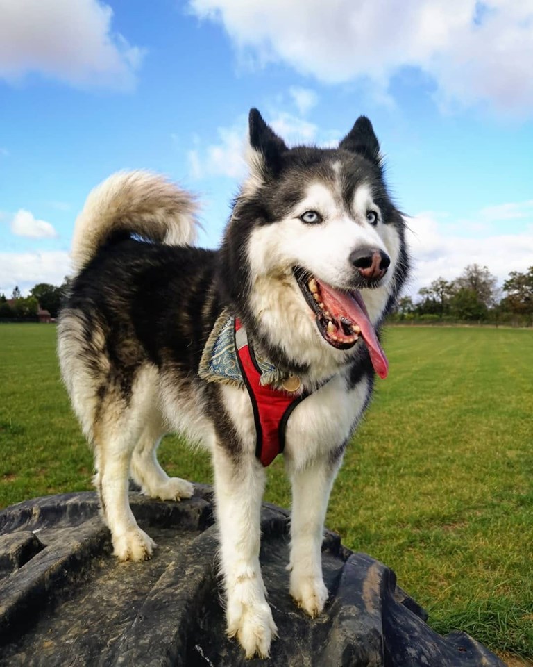 1554 32cd9cb5c7cb5f3a3744909d846fc3c3 1