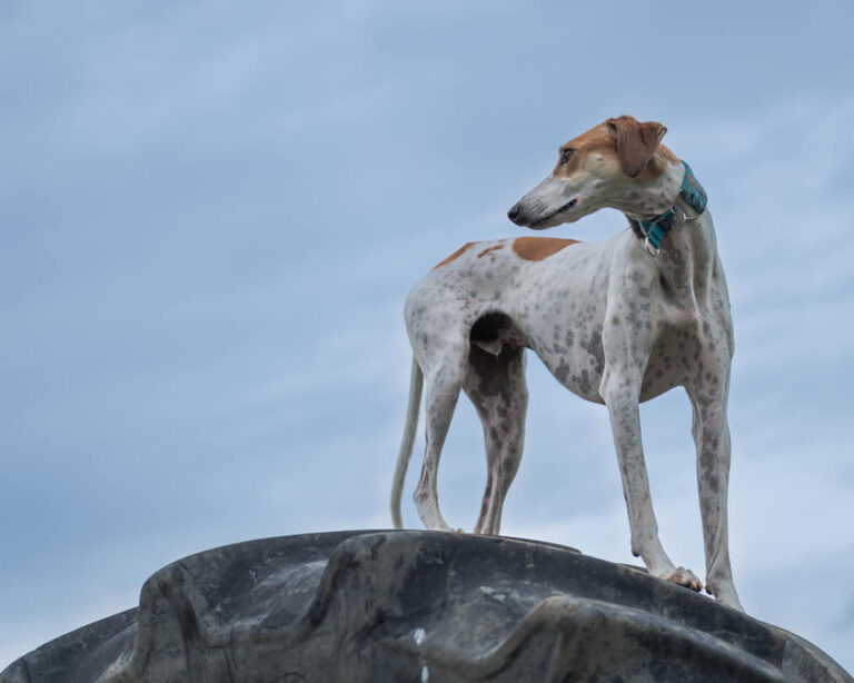 1554 b68e213e2c1ecec0c23b4fc1aa3b59a8 1 768x614