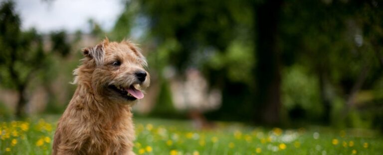 1558 1a5745c84298bf5a55ee7410e9f3e725 1 768x312