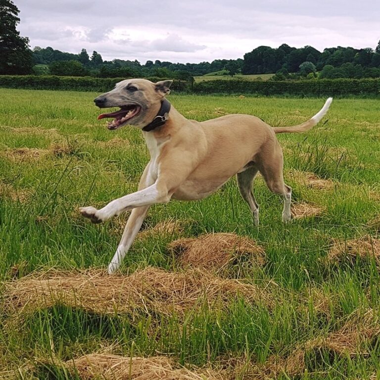 1583 5bd29e1bb6d4ce034766a1277f6a2780 1 768x768