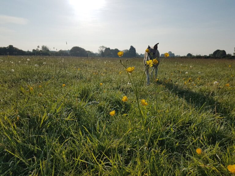 1583 c930747ae249b7b74df6fa3798d1f8eb 1 768x576