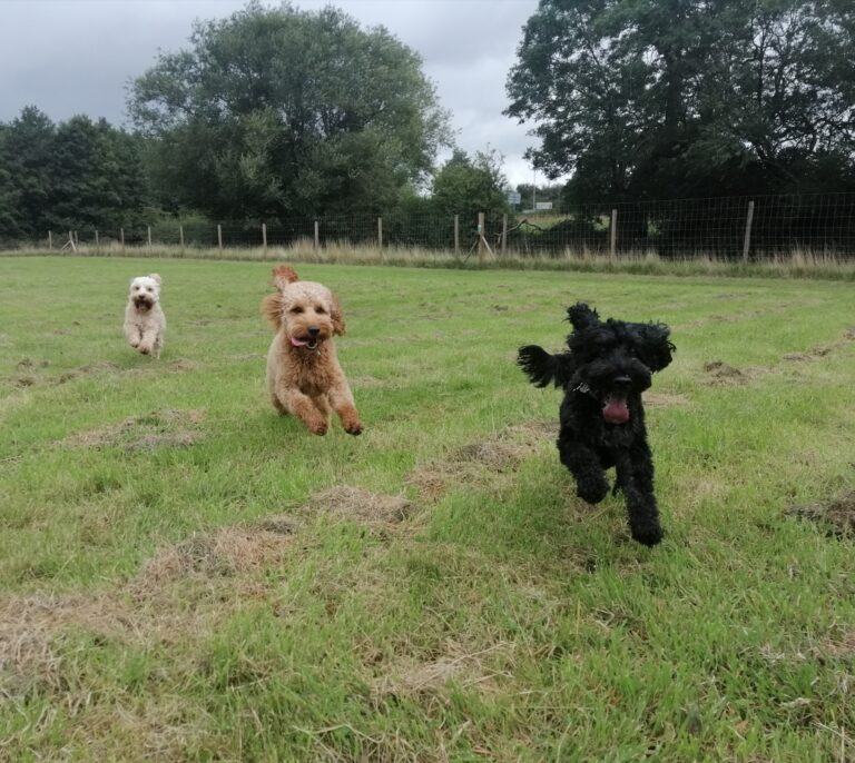 1599 60f10dec6d76afb57a70ecd7e9a89130 1 768x686