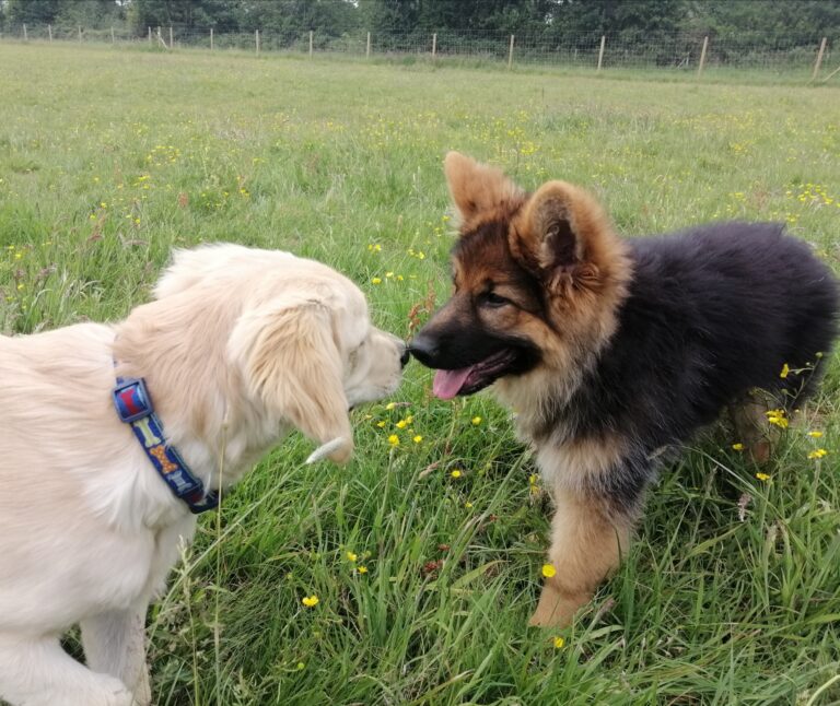 1599 ce3ecbc66ac9d2ce4564ae5305050242 1 768x646