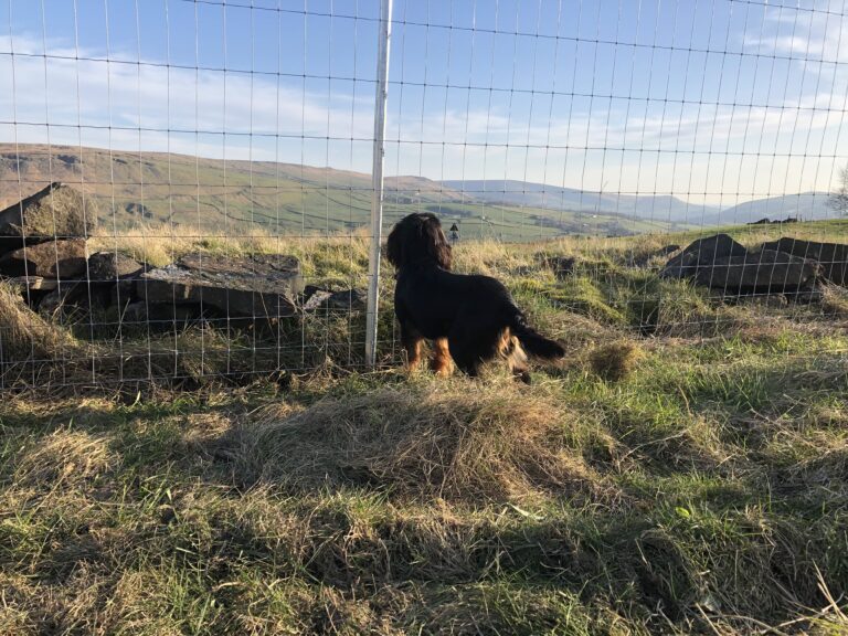 1600 2781c6a8c41eb283aabdfe8826c025ce 1 768x576