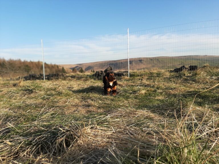 1600 2b539811879eb01d5bf427f260d28cd3 1 768x576