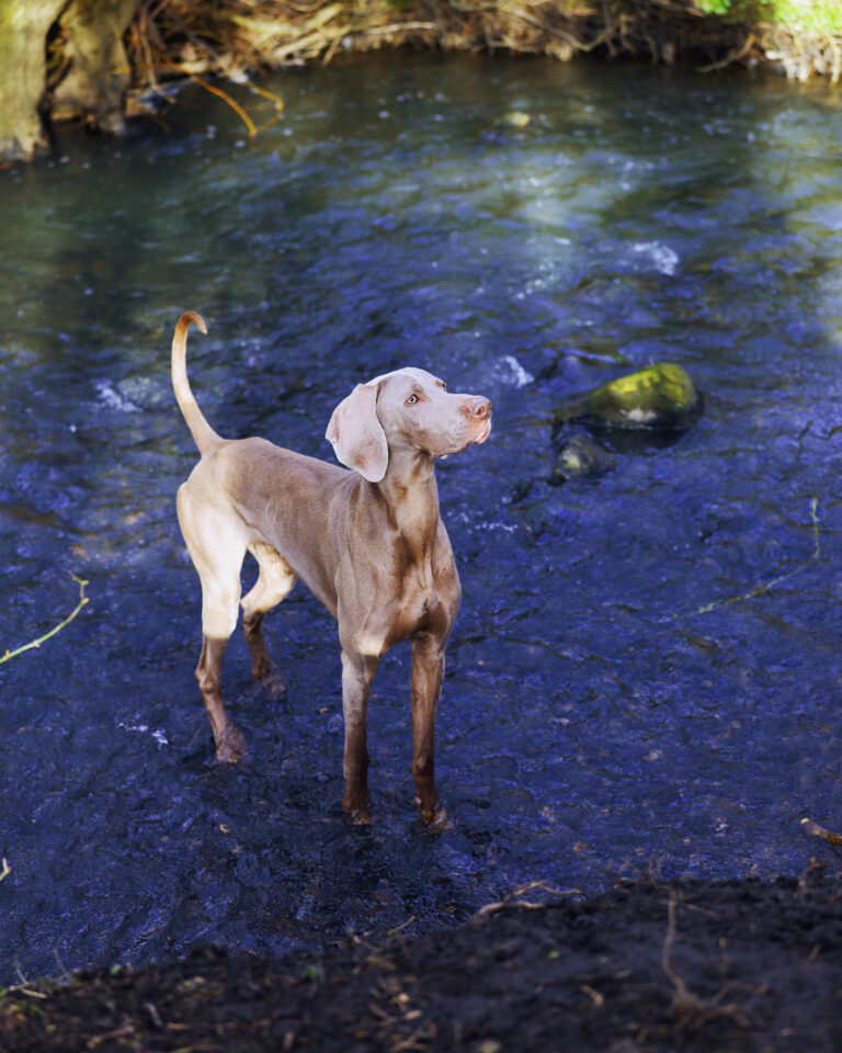 1602 3ba851dfabd07fa38393c87a60a65654 1 768x960