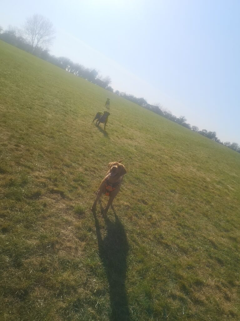 1603 54ce6d683f633f3fd7544c23aae8e7d5 1 768x1024