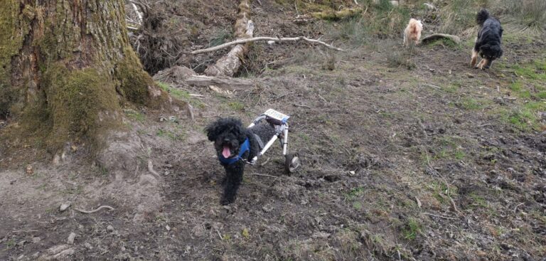 1605 0cddec4a6ee6558fd6b9384b0f64493f 1 scaled 768x367