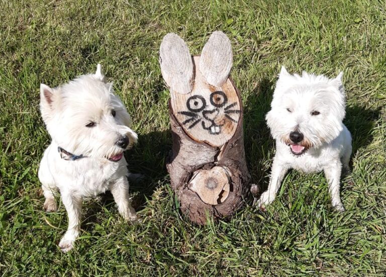 1611 4c54b9743f279983acdf9d9ba7120bd1 1 768x551