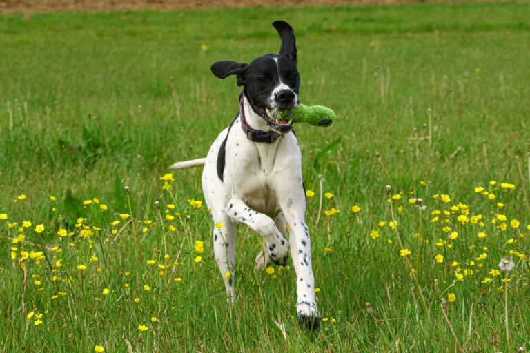 1611 7a40c03d5480f50d6a891b19d366308b 1 768x512