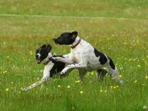 1611 ecd223b6c47c74467d34611649207fa4 1