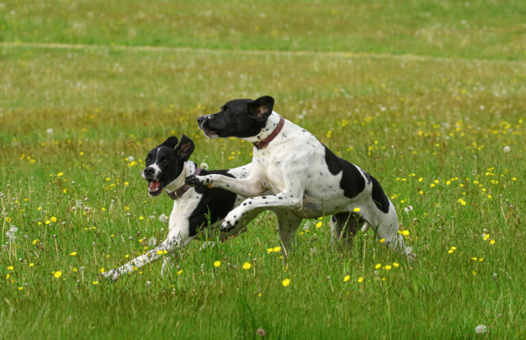 1611 fd1447a5b345ee613bc588cc6f0b30c1 1 768x496