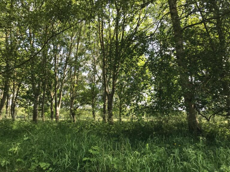 1634 2bb847ddb8938ae91be044cee91c9d32 1 768x576