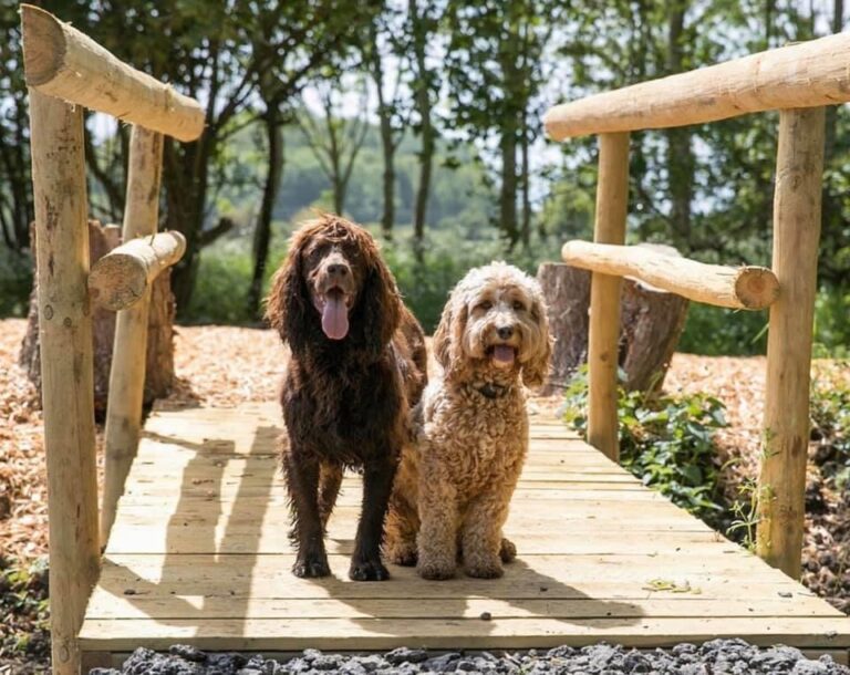 1634 dc9d761fe33a901fc19cfe6c300b926b 1 768x610