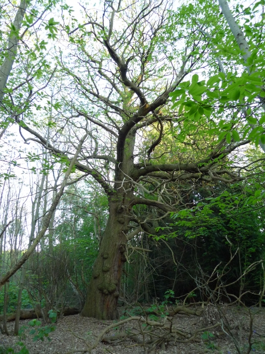 1637 1dd1cc8cfc408c2b496acb50a40700c4 1