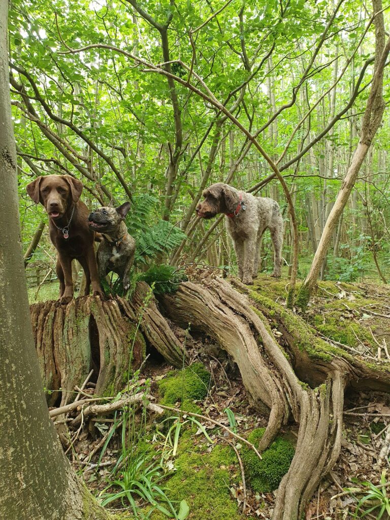 1637 890f30a96eb1feb26c49619563a5146b 1 768x1024