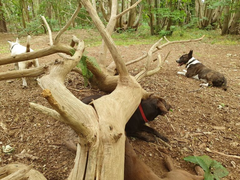 1637 8ddd9f4b1bca1011e14d8a6cab80cbb7 1 768x576