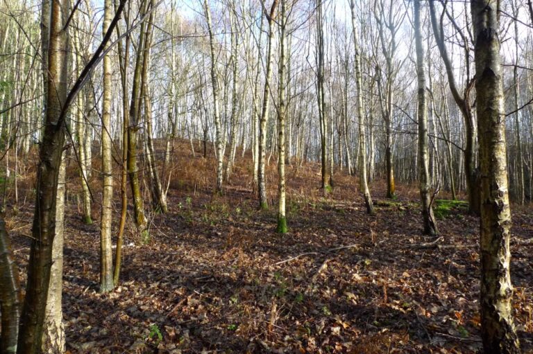 1637 fc6b8614bf560f1f3645d73736e4b1e3 1 768x511