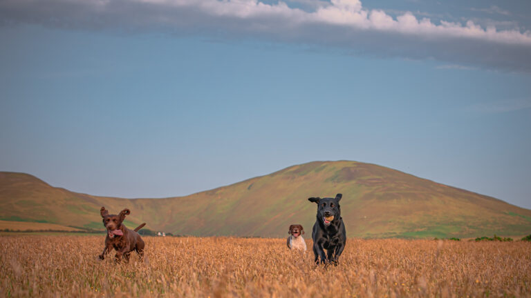 1642 3cb191b6bd347cc66f115f909a6a62d7 1 768x432