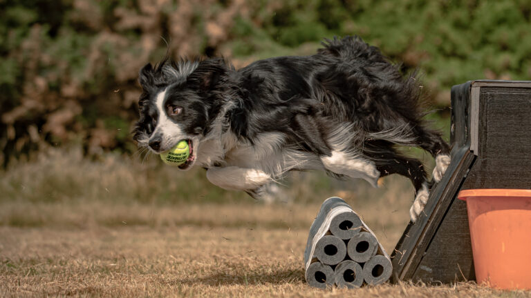 1642 f17714a501e8397218e4107376ab673b 1 768x432