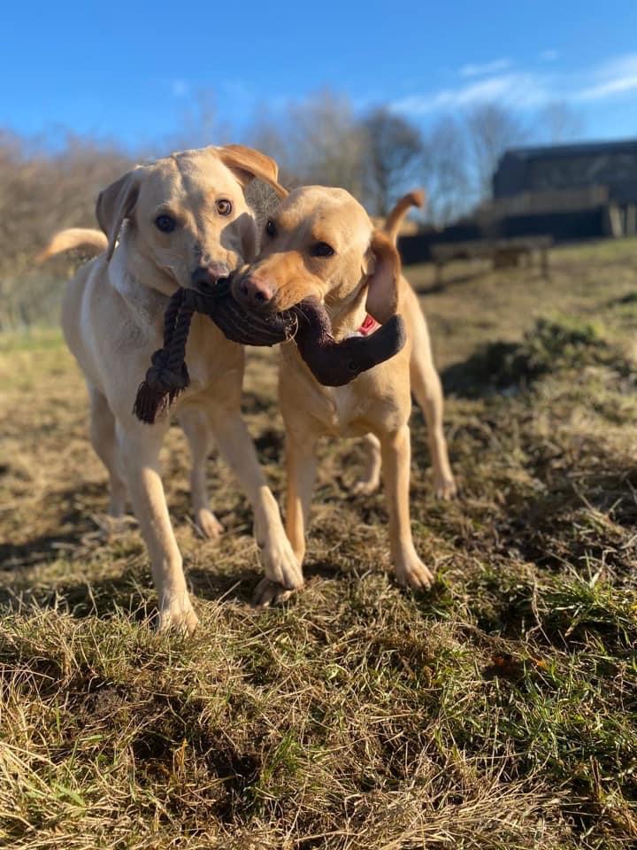 1646 0455ea9ffac639fe47ebfe7962d10790 1