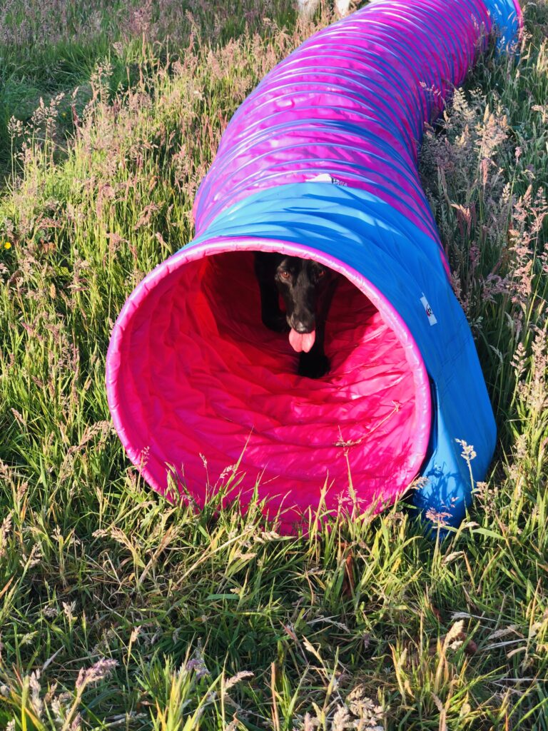 1647 7954e8d8e44edbed570962664a6a7120 1 768x1024