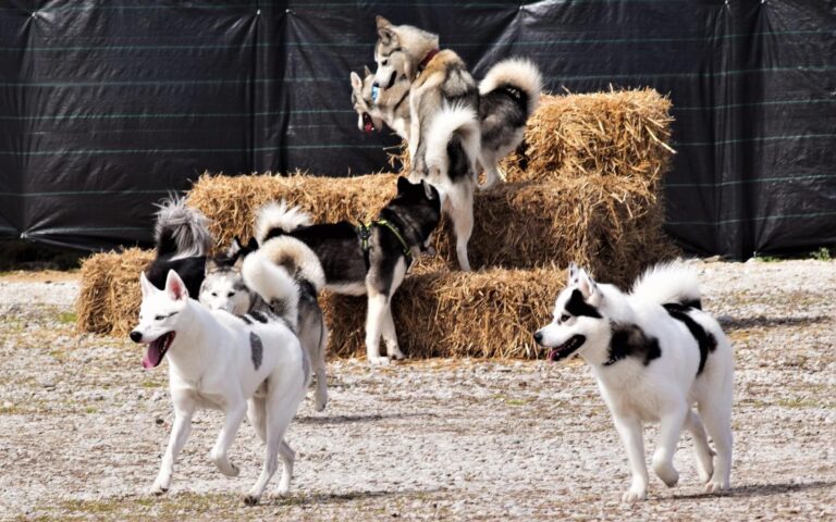 1655 dd215ac8ba540cc332d58c3db059cc74 1 768x480