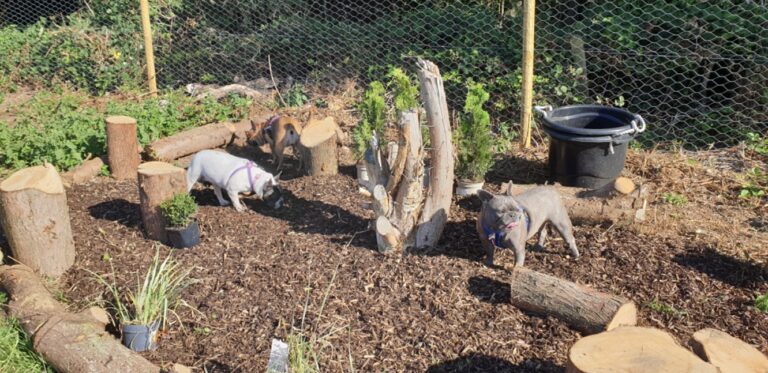 1659 ea0e2b493d7d582603343ebb41256e0f 1 768x373