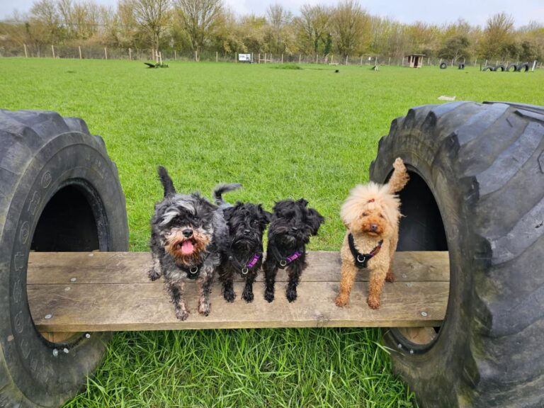 1669 48ce6040686191541c01c6c7a4958af9 1 768x576