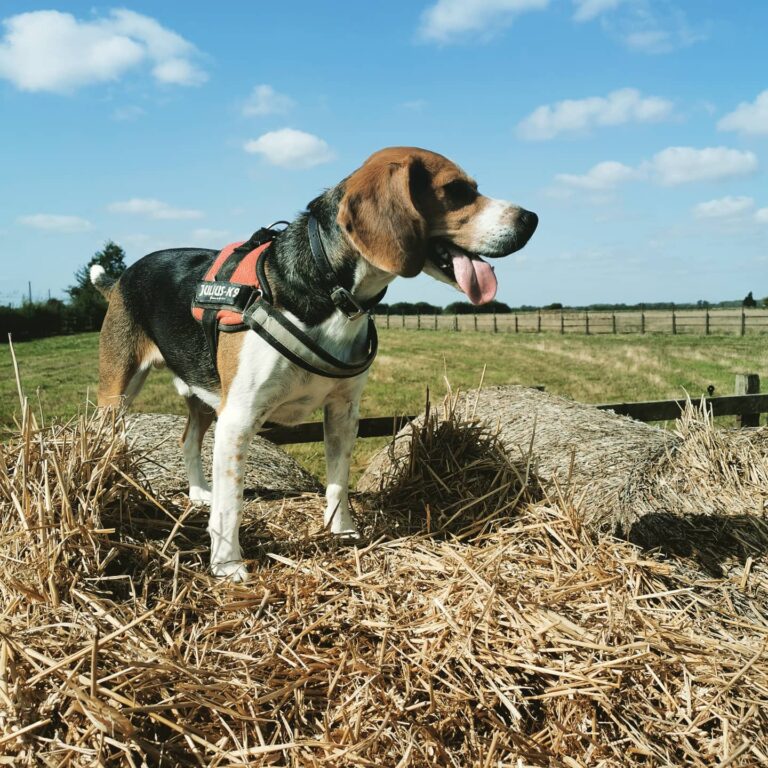 1730 b3b97b3fa2c23c1820d9442985ea5d5a 1 768x768