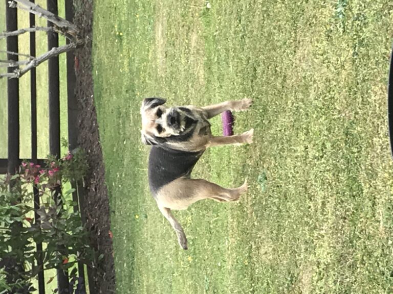 1736 c36a916dc35f1ba0393a75c5184cbd49 1 768x576