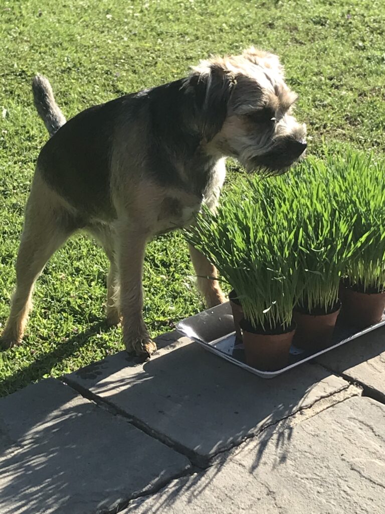 1736 e016a098d6f86ac6d95793178bd400fb 1 768x1024