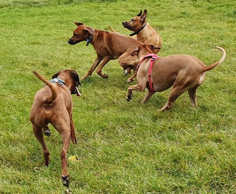 1740 4a3167be925917ff15c0d54419b3f1c1 1 768x631